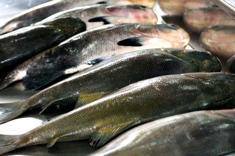 Programa “Peixe Saudável” garante maior qualidade do pescado rondoniense para os mercados nacional e internacional