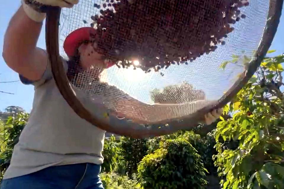 Conab projeta cenário positivo na produção brasileira de café este ano