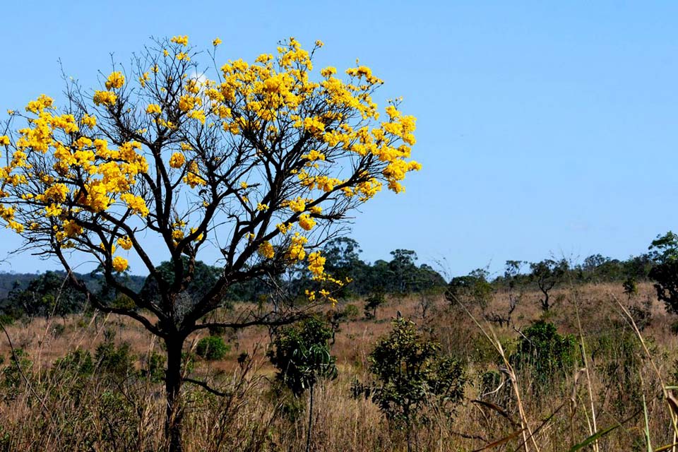 Cerrado registra aumento no desmatamento de 25% neste ano