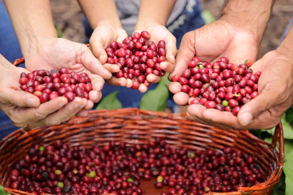 Geointeligência do governo de Rondônia evidencia evolução da cafeicultura no estado