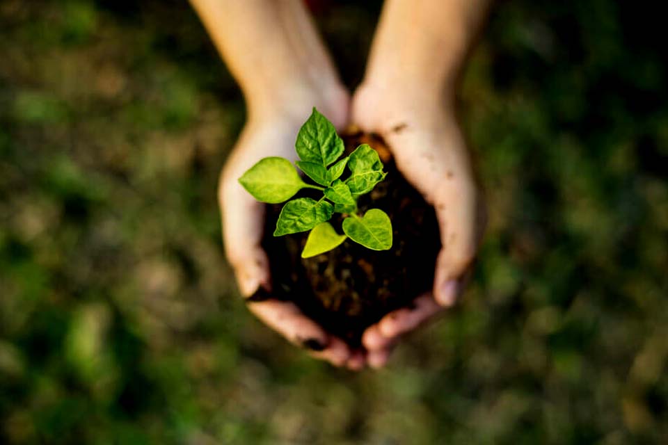 Sustentabilidade: Ecoliga de Rondônia define as atividades para os próximos três anos