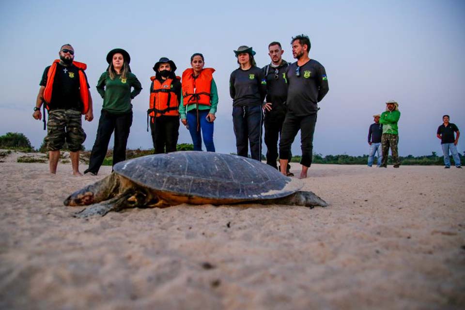 Fiscalização durante período de eclosão de filhotes de tartarugas e tracajás nas praias do Rio Guaporé é intensificada