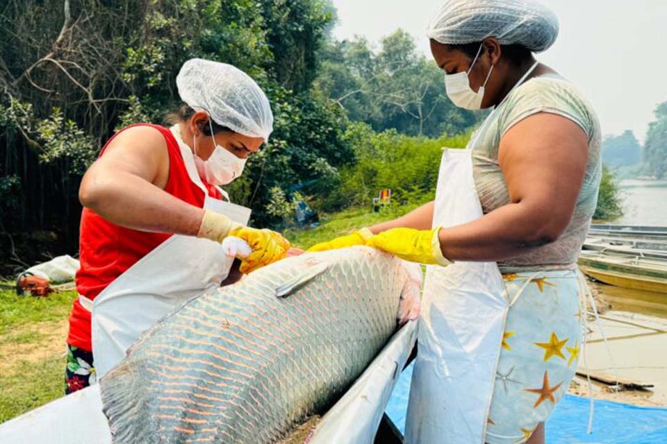 Atividades de manejo de controle do Pirarucu na Resex Rio Cautário alcançam números recordes