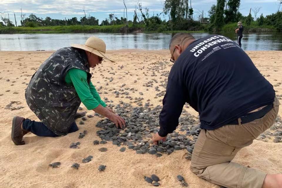 Atraso na desova das tartarugas no rio Guaporé causa morte de mais da metade dos filhotes