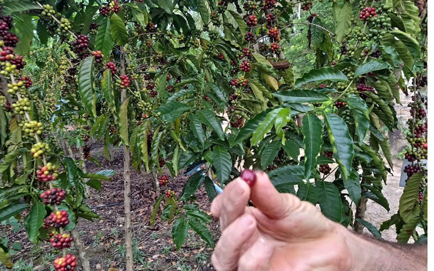 Governo do Estado dá inicio a colheita do Café em Rondônia