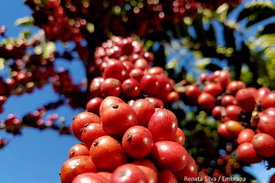 Embrapa, governo de Rondônia e produtores se unem em Projeto de melhoramento para o café