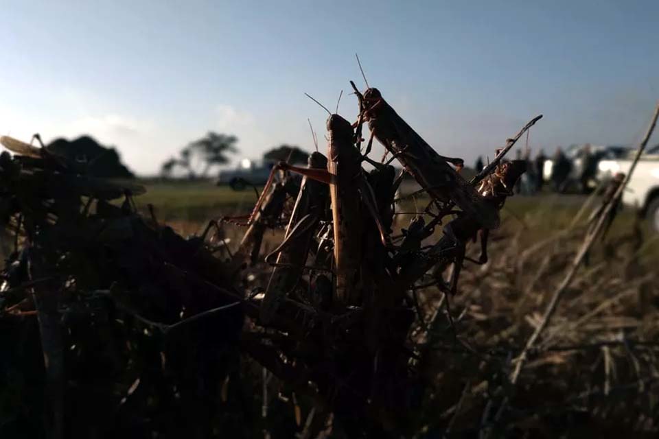 Nuvem de gafanhotos segue na Argentina, mas governo 'perde' a localização dos insetos