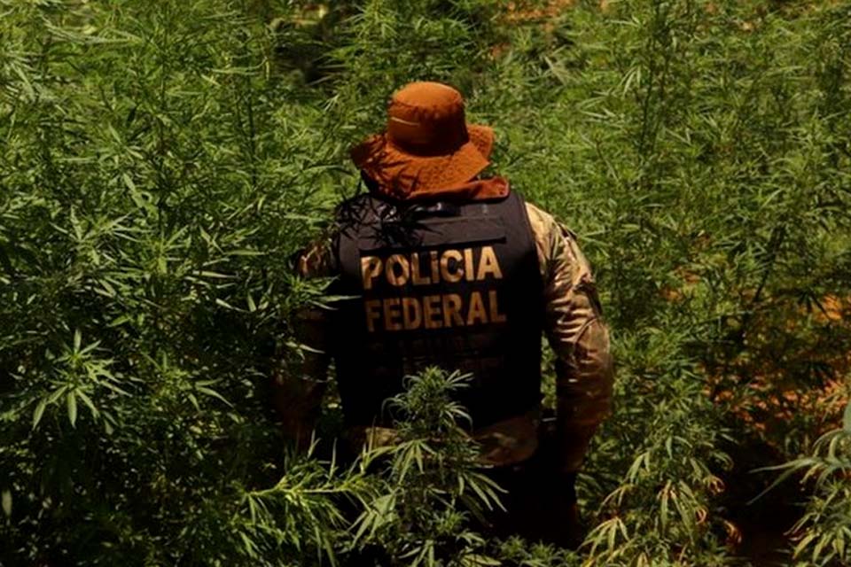 Polícia Federal combate em 3 estados venda de maconha pela internet