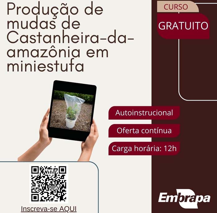 Curso on-line para produção de castanheira-da-amazônia em miniestufa tem inscrições abertas