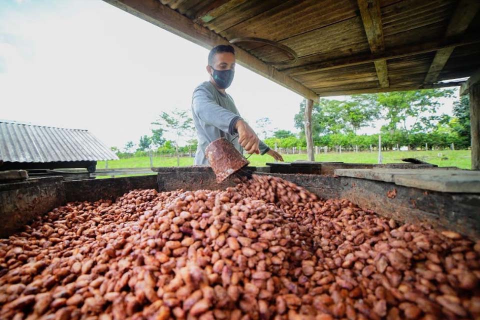 Cacau de Rondônia de volta ao topo também com apoio do Sebrae