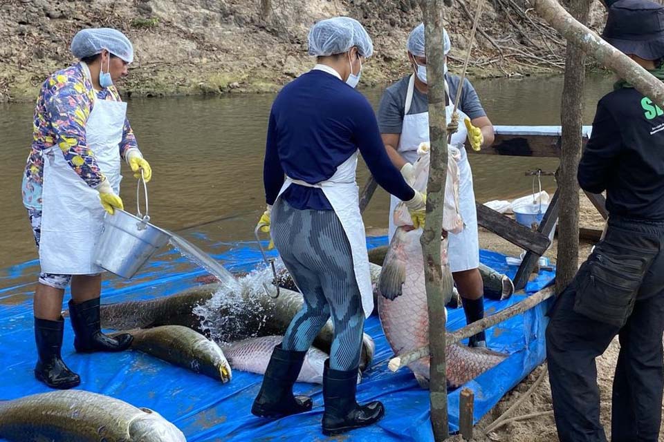 Projeto de manejo de Pirarucu no Rio Cautário gera renda e avança na conservação ambiental