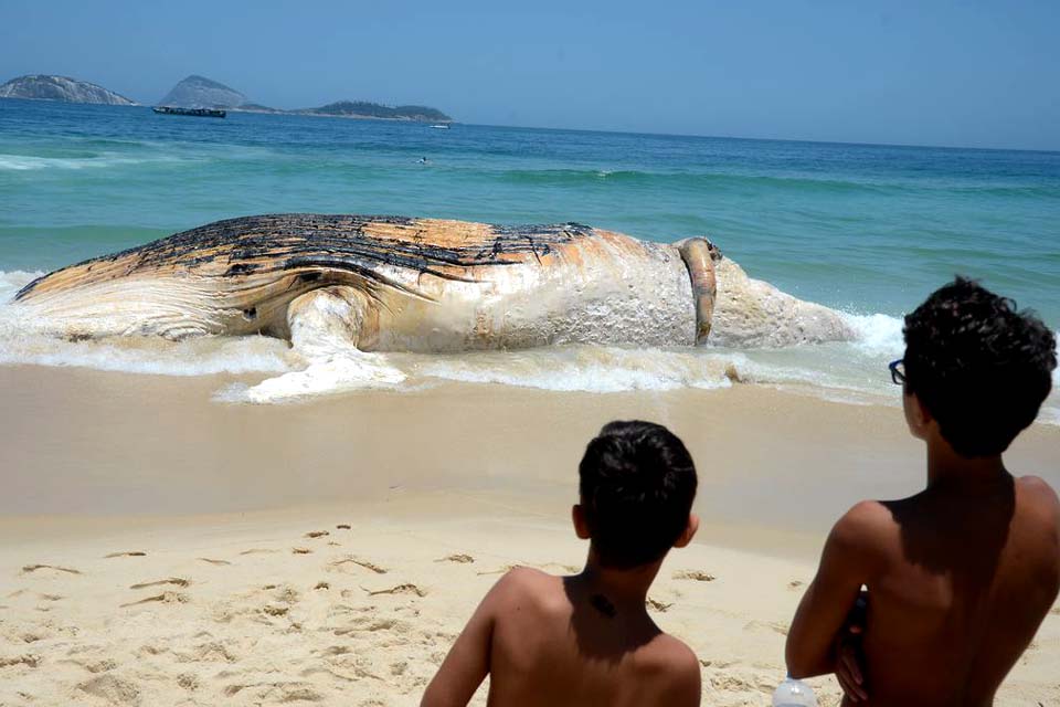 Monitoramento de praias já devolveu à natureza mais de 2,7 mil animais