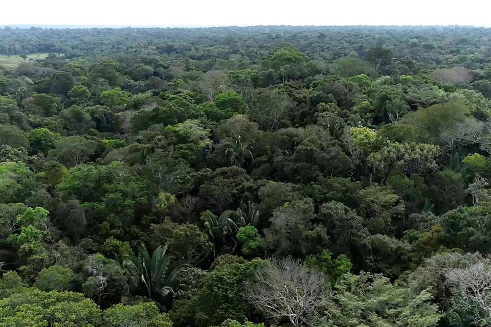 Dia do Meio Ambiente: MP defende modelo de desenvolvimento na Amazônia associado à floresta em pé