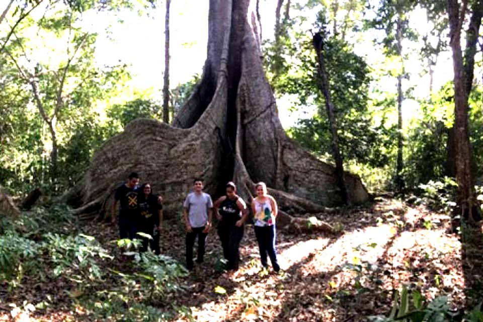 Estimada em 15 metros de altura e 14 “braças” de diâmetro, figueira gigante encanta visitantes