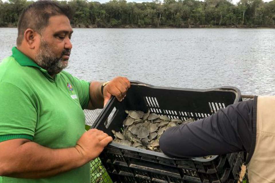 Mais de 100 mil filhotes de tartaruga serão soltos no rio Guaporé, região de Costa Marques neste domingo