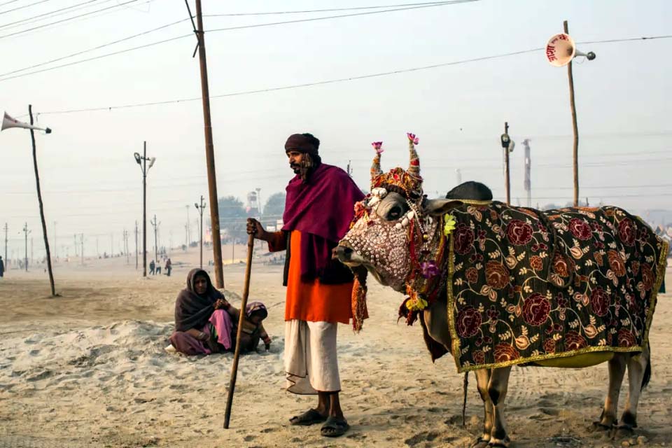 Índia: nacionalistas hindus querem proibir entrada de consumidores de carne bovina em templos