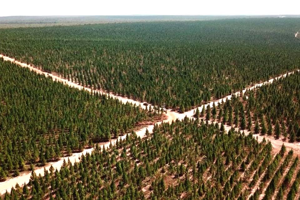 Rondônia avança no cultivo de floresta plantada e deve plantar mais 45 mil hectares nos próximos anos