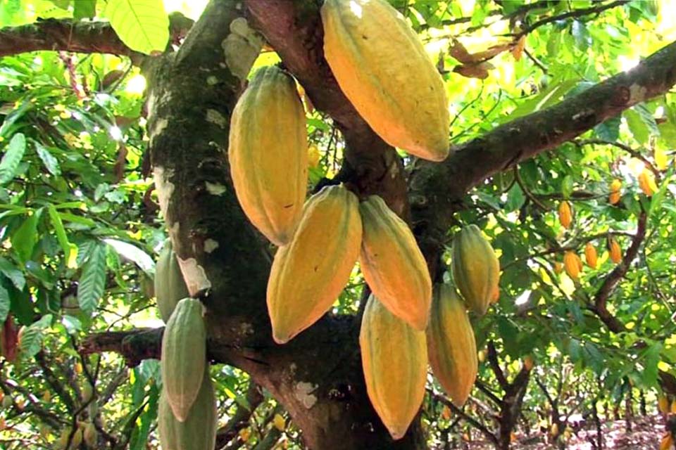 Dia de Campo da Cacauicultura acontece no município; evento tratará de temas como pragas e doenças do cacau