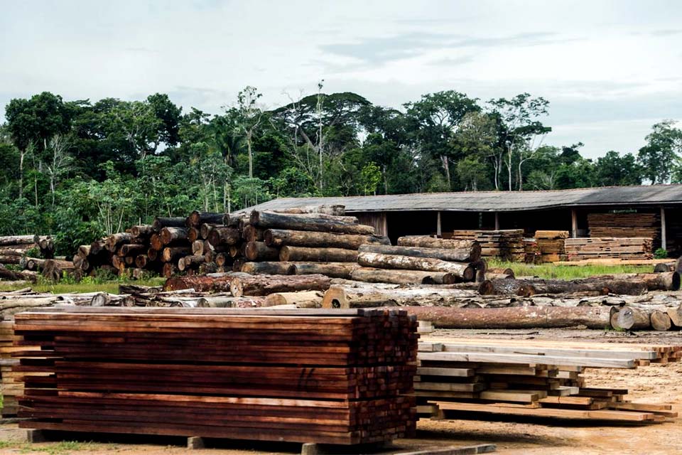 SP cria força-tarefa para combater venda ilegal de madeira nativa