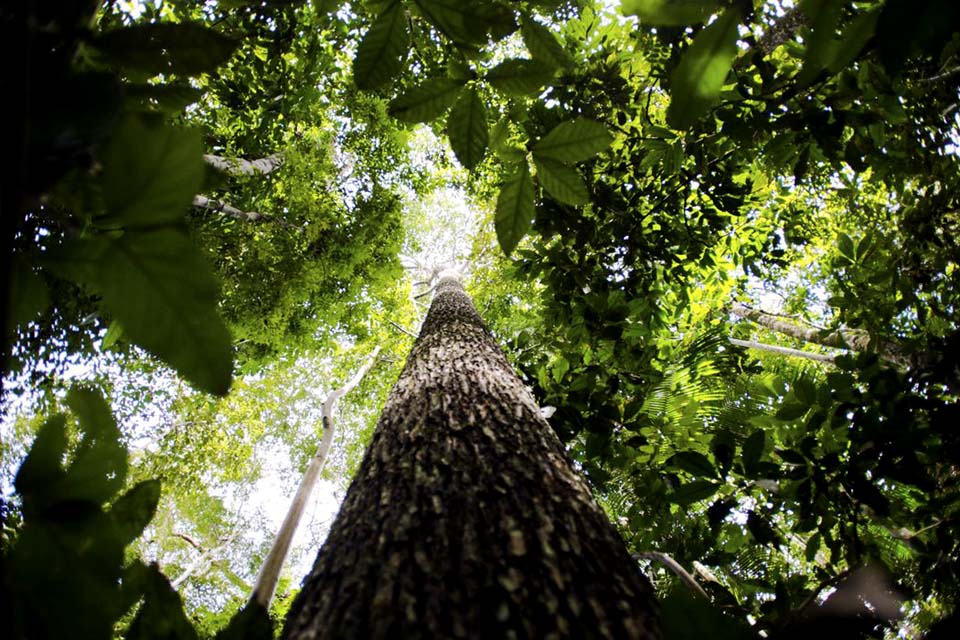 Crise climática pode ser combatida com monetização de reflorestamento