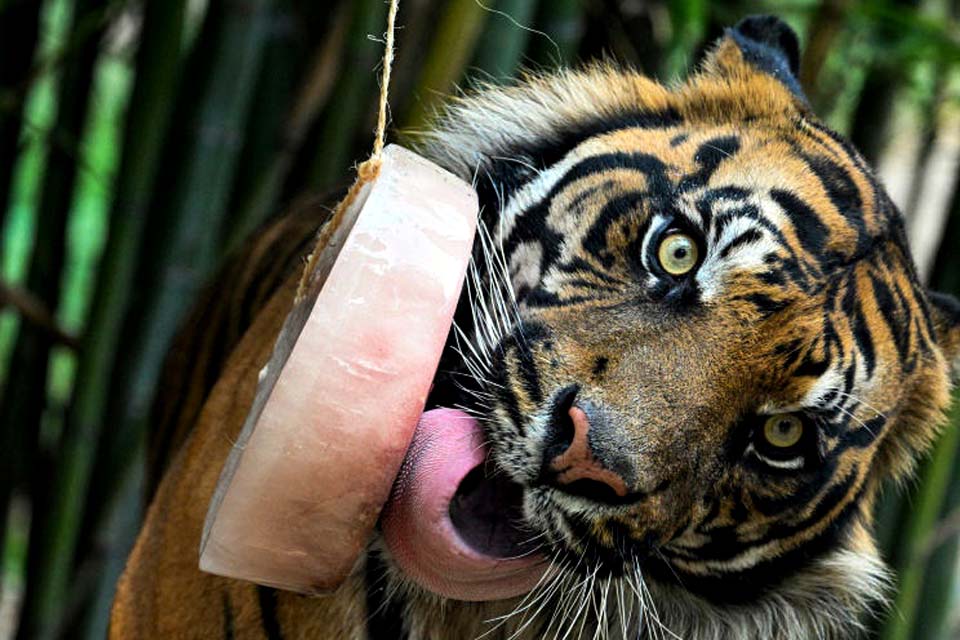 Zoológico de Roma oferece 'picolé' aos animais para suportar a onda de calor