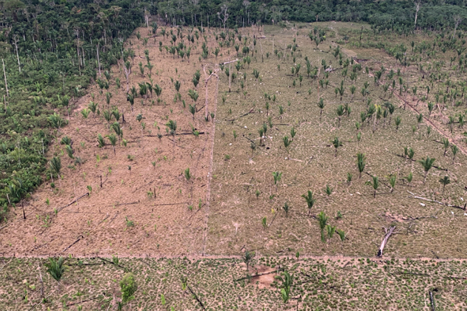 Guajará-Mirim: MP obtém condenação de pecuarista que devastou área equivalente a 867 campos de futebol 