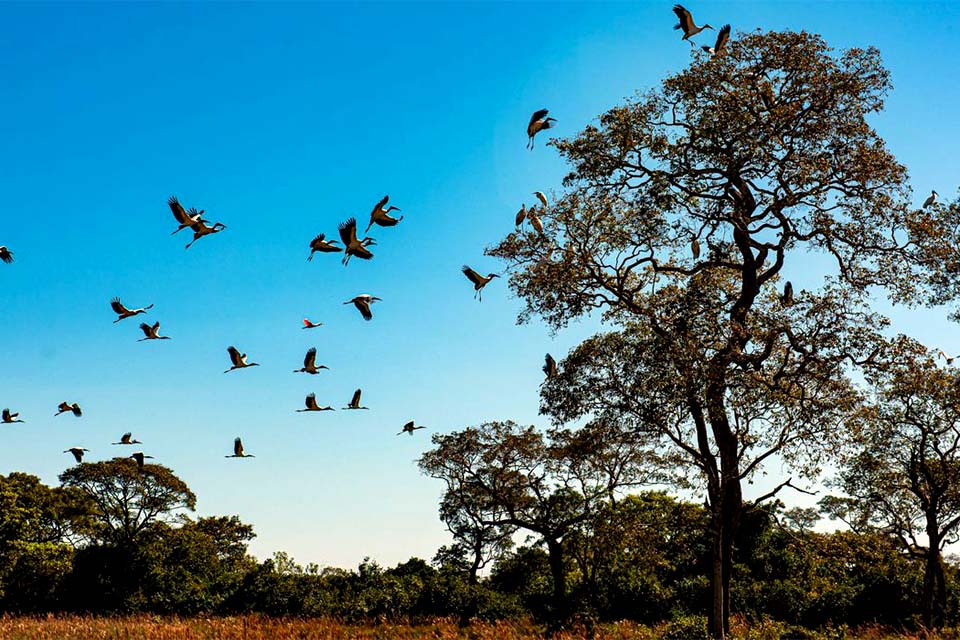 Seca histórica no Pantanal provoca maior vazante em 121 anos