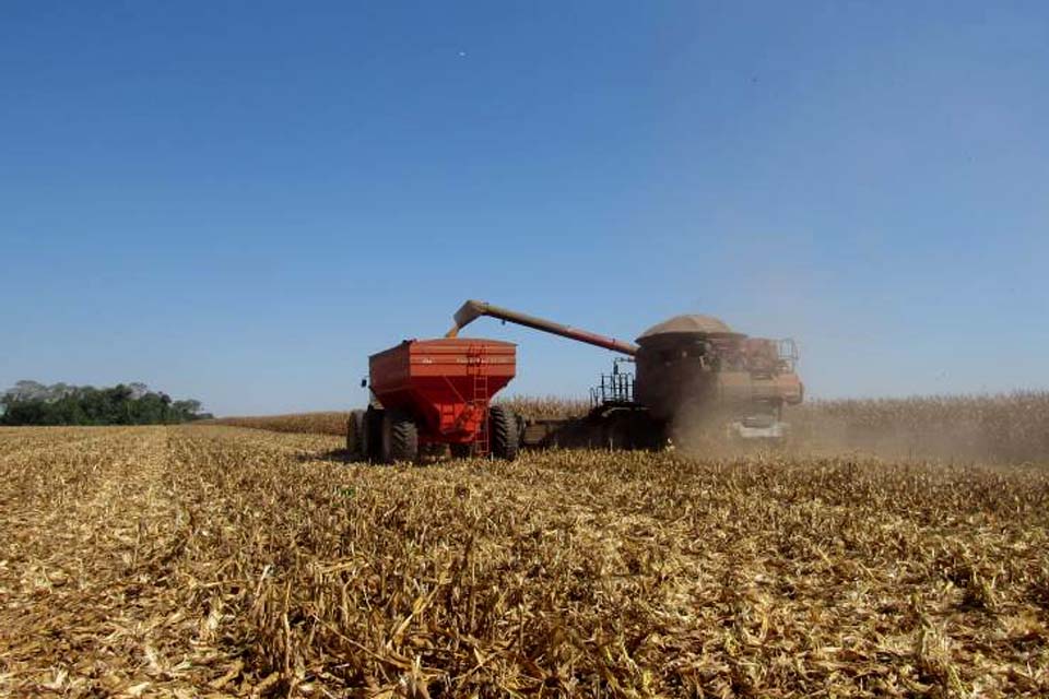 Com produtividade abaixo do esperado e alta nos preços, termina colheita de milho na região