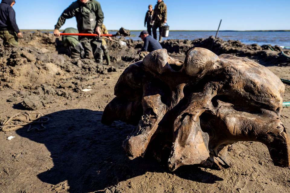 Esqueleto de mamute bem preservado é encontrado no Ártico russo