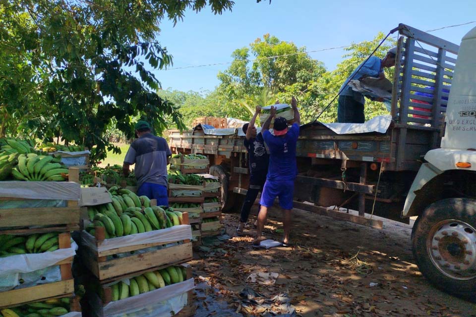 Com apoio da Prefeitura de Porto Velho, agricultores transportam produção de banana para a Feira do Produtor Rural