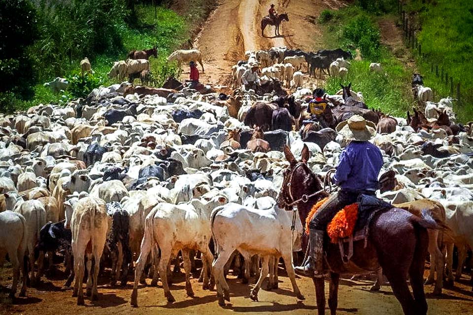 Governo de Rondônia destaca a participação do produtor rural para a obtenção do reconhecimento de área livre de aftosa