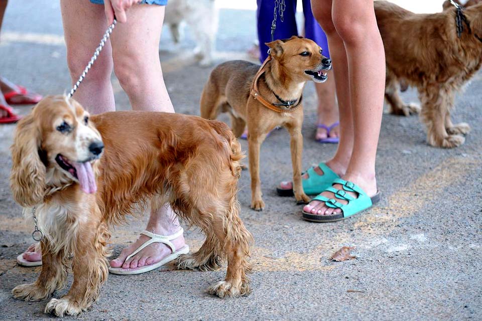 Outubro Rosa Pet alerta para câncer de mama em cadelas e gatas