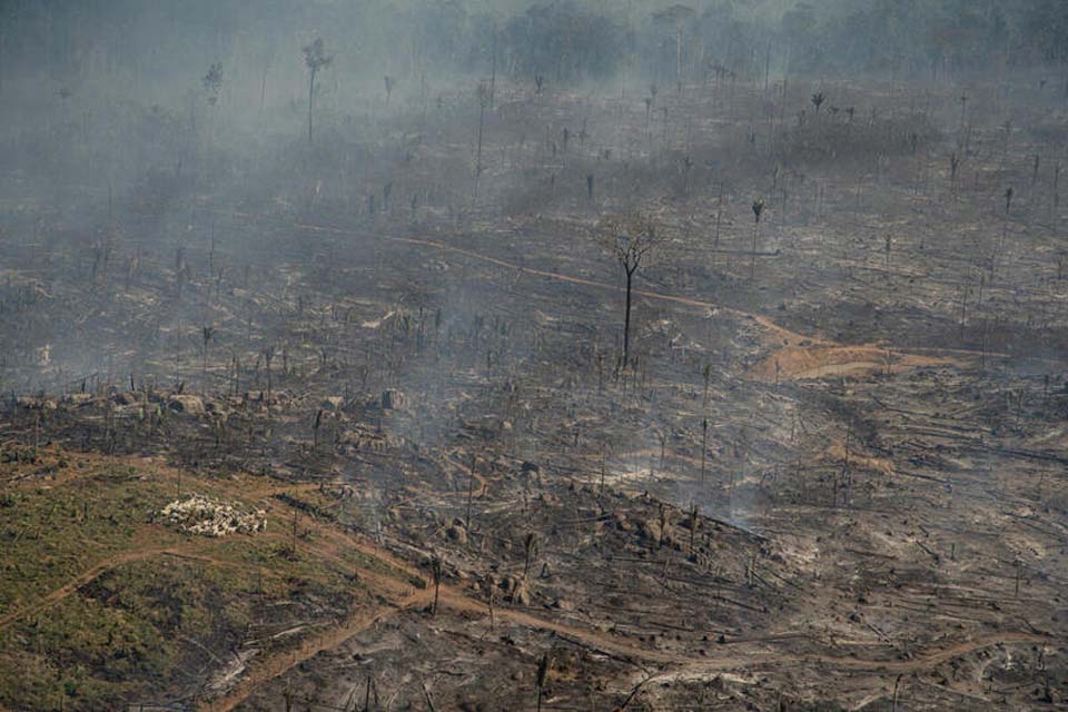 Pará, Mato Grosso e Rondônia foram responsáveis por 80% da devastação da Amazônia em novembro