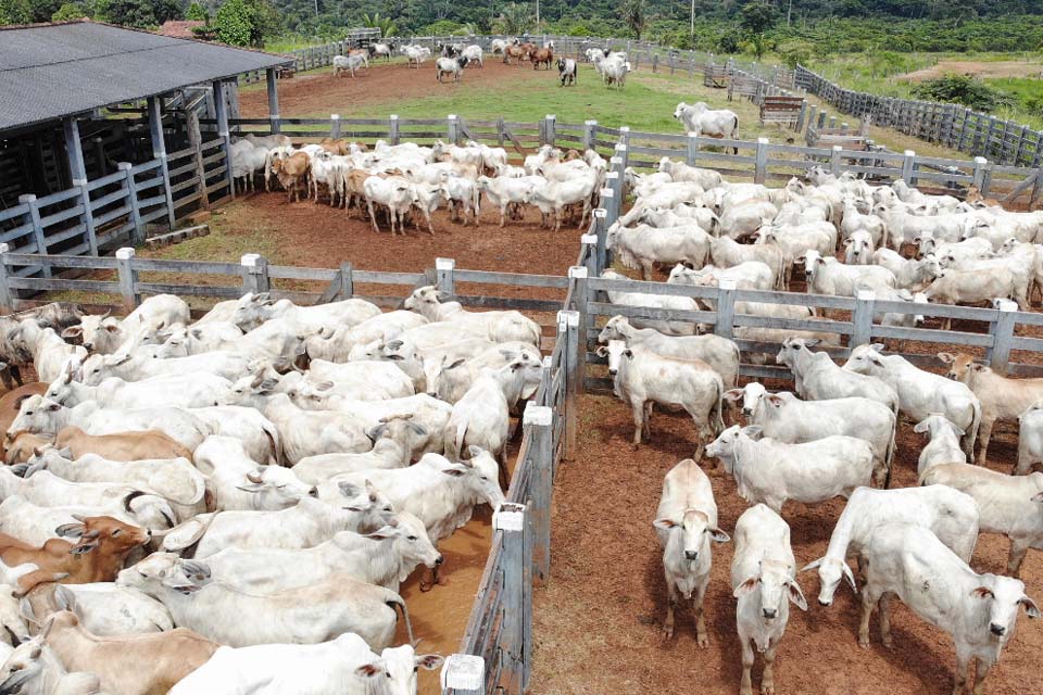 Teste epidemiológico para avaliar prevalência da Brucelose e Tuberculose bovina inicia dia 1º de agosto, em Rondônia