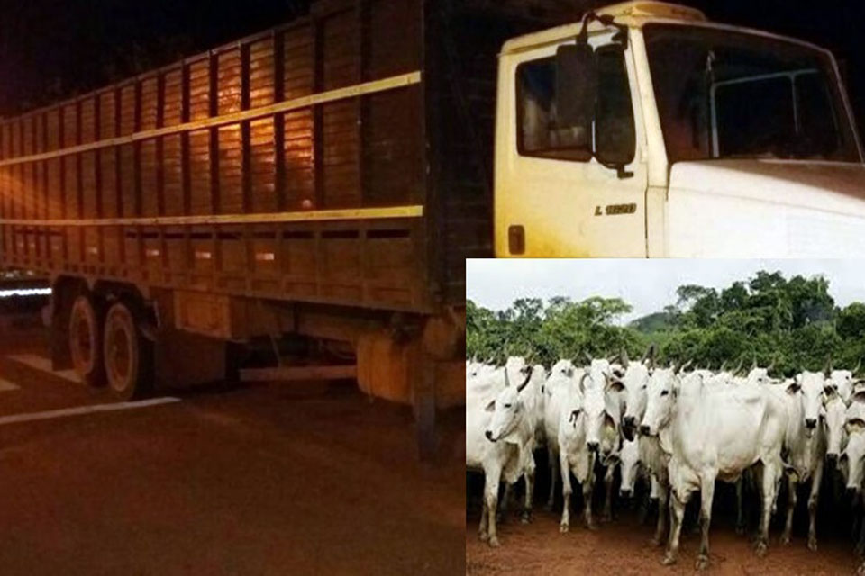 Ladrões furtam 15 novilhas de propriedade rural na linha 605 