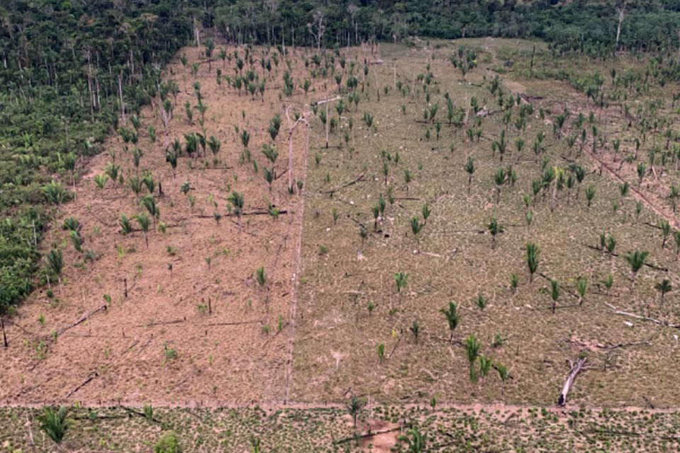 MPRO investiga desmatamento de área maior que 600 campos de futebol de floresta 