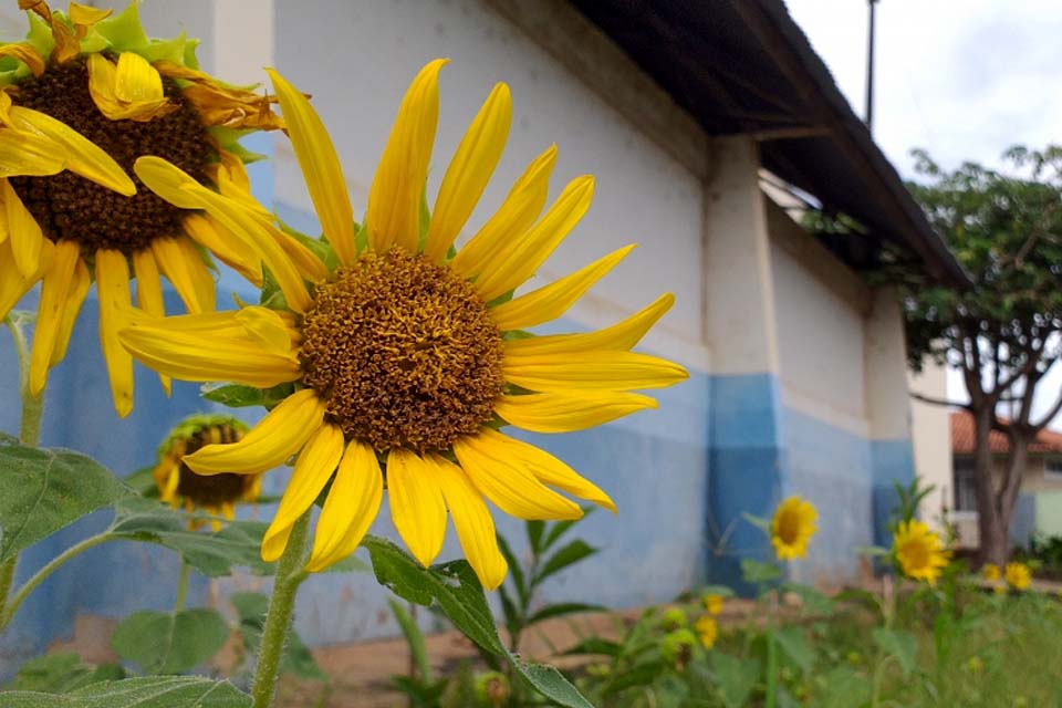 Conheça o Projeto Revitalizar desenvolvido pela Orquestra em Ação