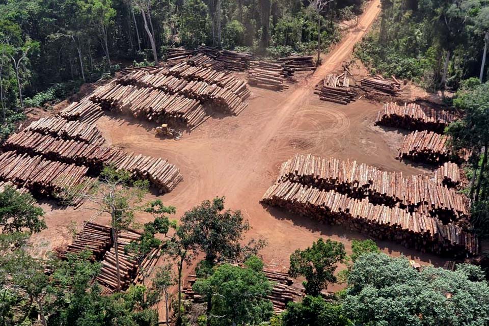 Polícia Federal apreende 43,7 mil toras de madeira ilegal no Pará