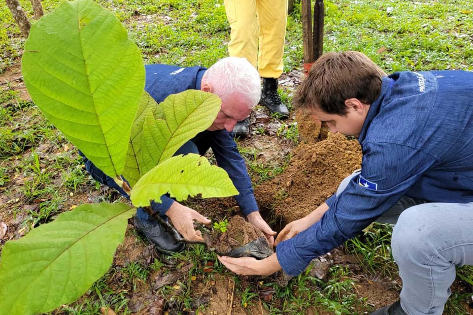 Parque Botânico recebe o plantio de mudas da árvore Coccoloba Gigantifolia