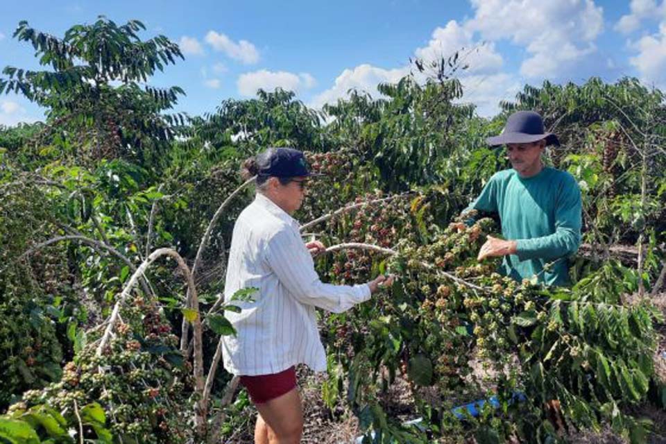 Dia de Campo da Cafeicultura reúne produtores rurais nesta quinta-feira em Cacoal