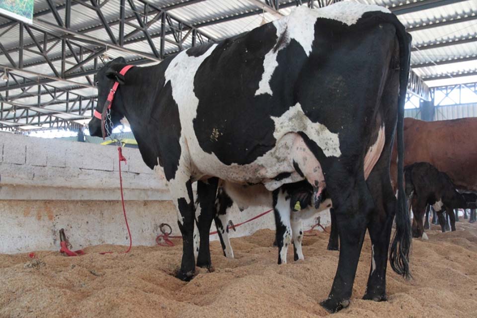 BOVINOS: Prefeitura trabalha melhoramento genético do rebanho para ampliar bacia leiteira de Theobroma