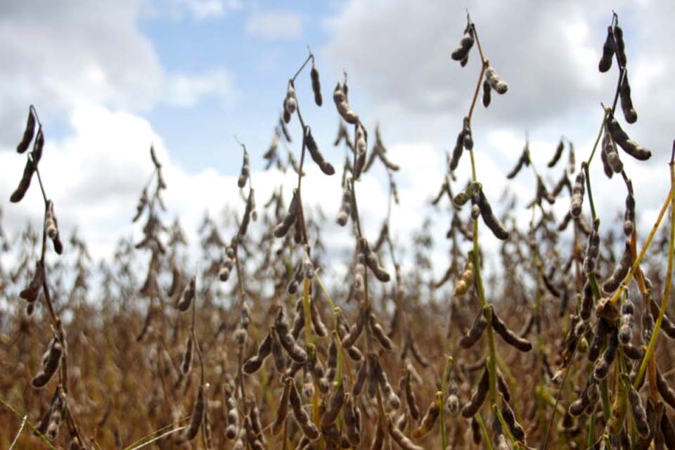 Cresce o número de propriedades cadastradas para cultivo de soja em Rondônia