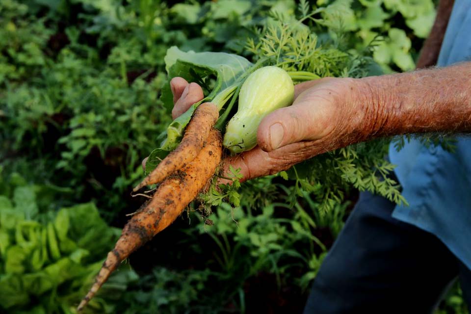 Brasil terá crédito de US$ 1,2 bi para projetos agrícolas    