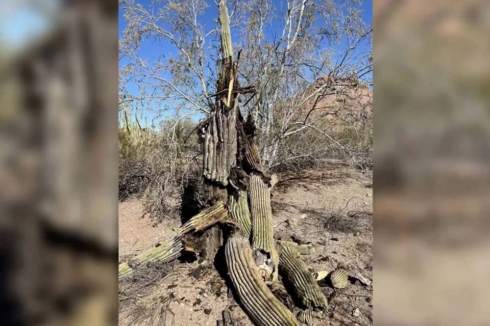 Calor extremo nos Estados Unidos está matando até os cactos