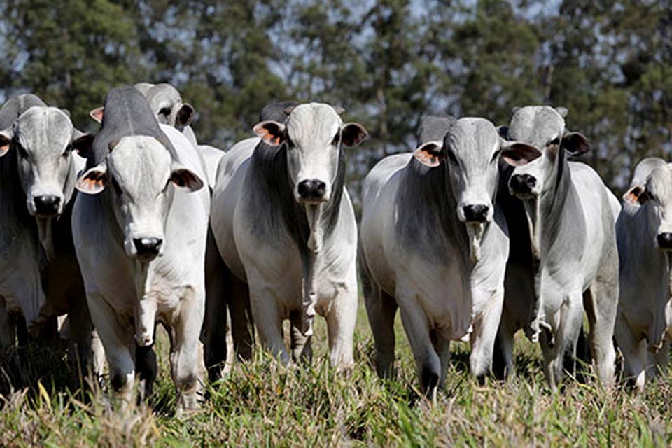 Rebanho bovino de Rondônia aumenta 17,1% em um ano; Produção de leite cai 11,5%