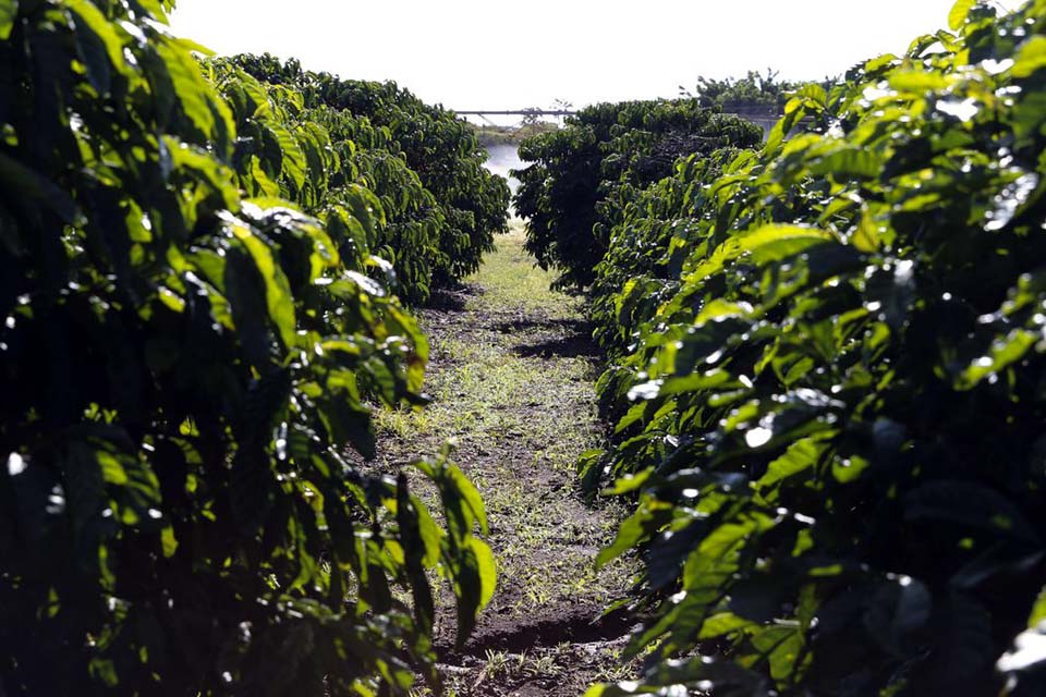 Senado aprova MP do Agro e texto vai à sanção presidencial