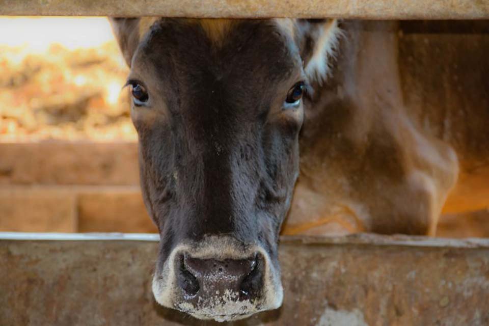 Sistema de emissão on-line da Guia de Trânsito Animal é aprimorado