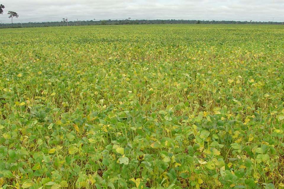 Valor Bruto da Produção do Estado de Rondônia deve atingir R$ 13 bilhões em 2020;  o que representa 32% do Produto Interno Bruto - PIB