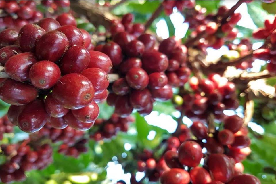 Cafés Matas de Rondônia recebem selo de Indicação geográfica