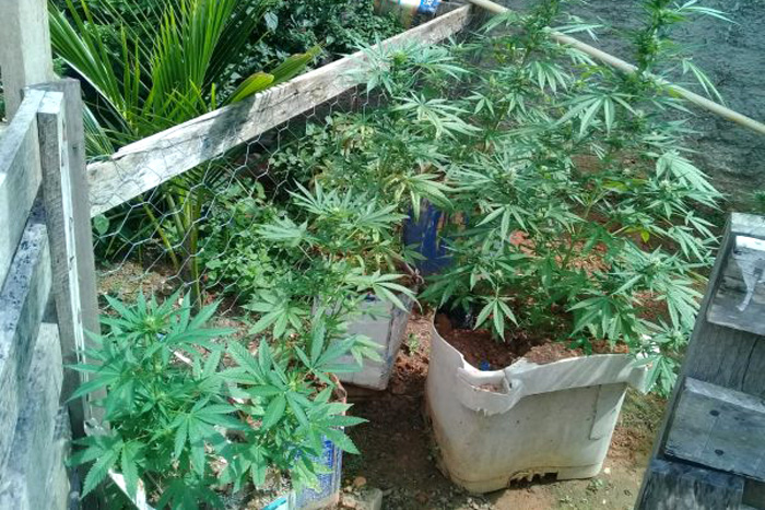 Casal é preso por cultivo e comercialização de maconha em Vilhena